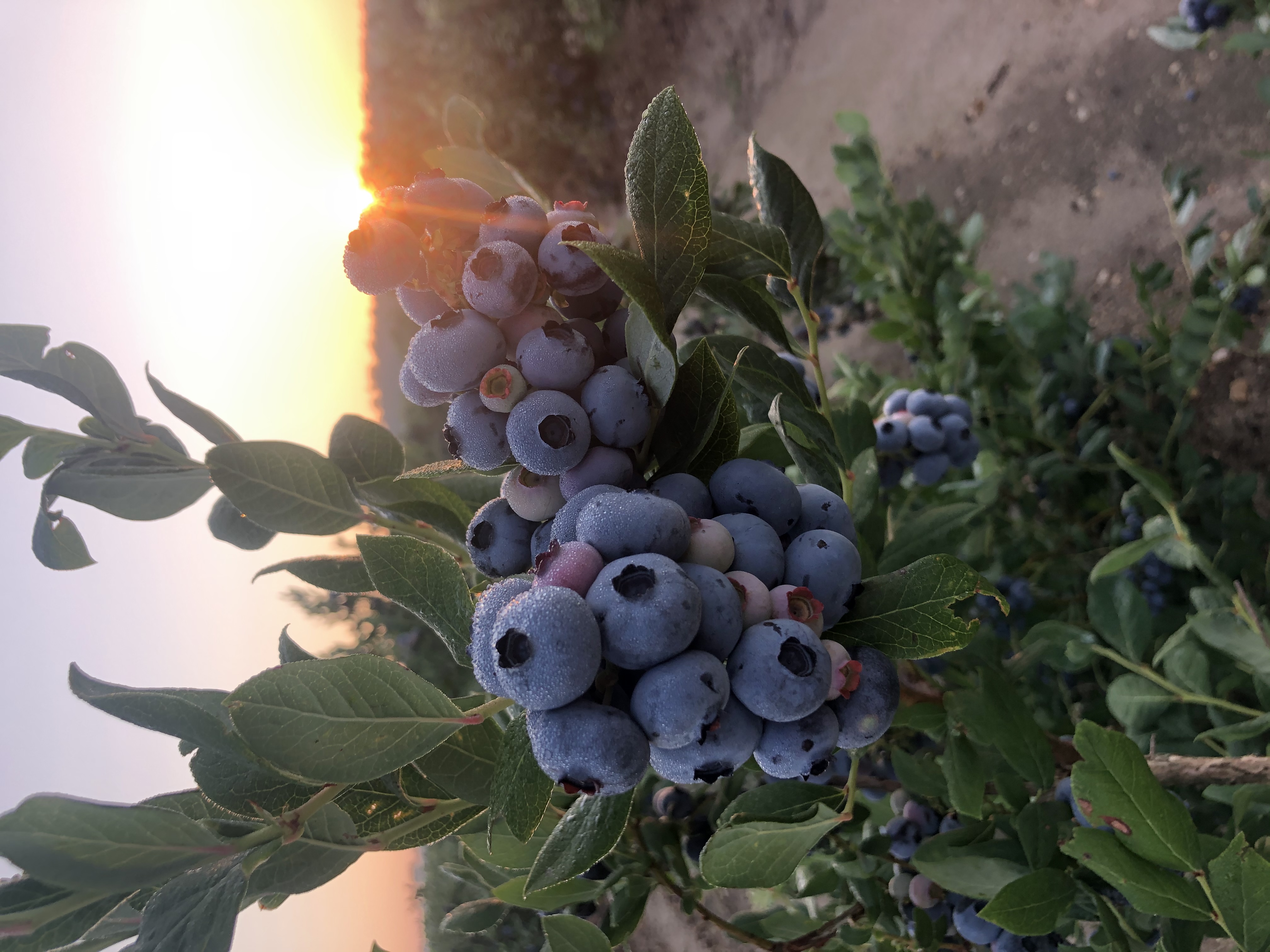 Blueberry bush at sunset